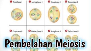 Meiosis Menimbulkan Variasi Organisme