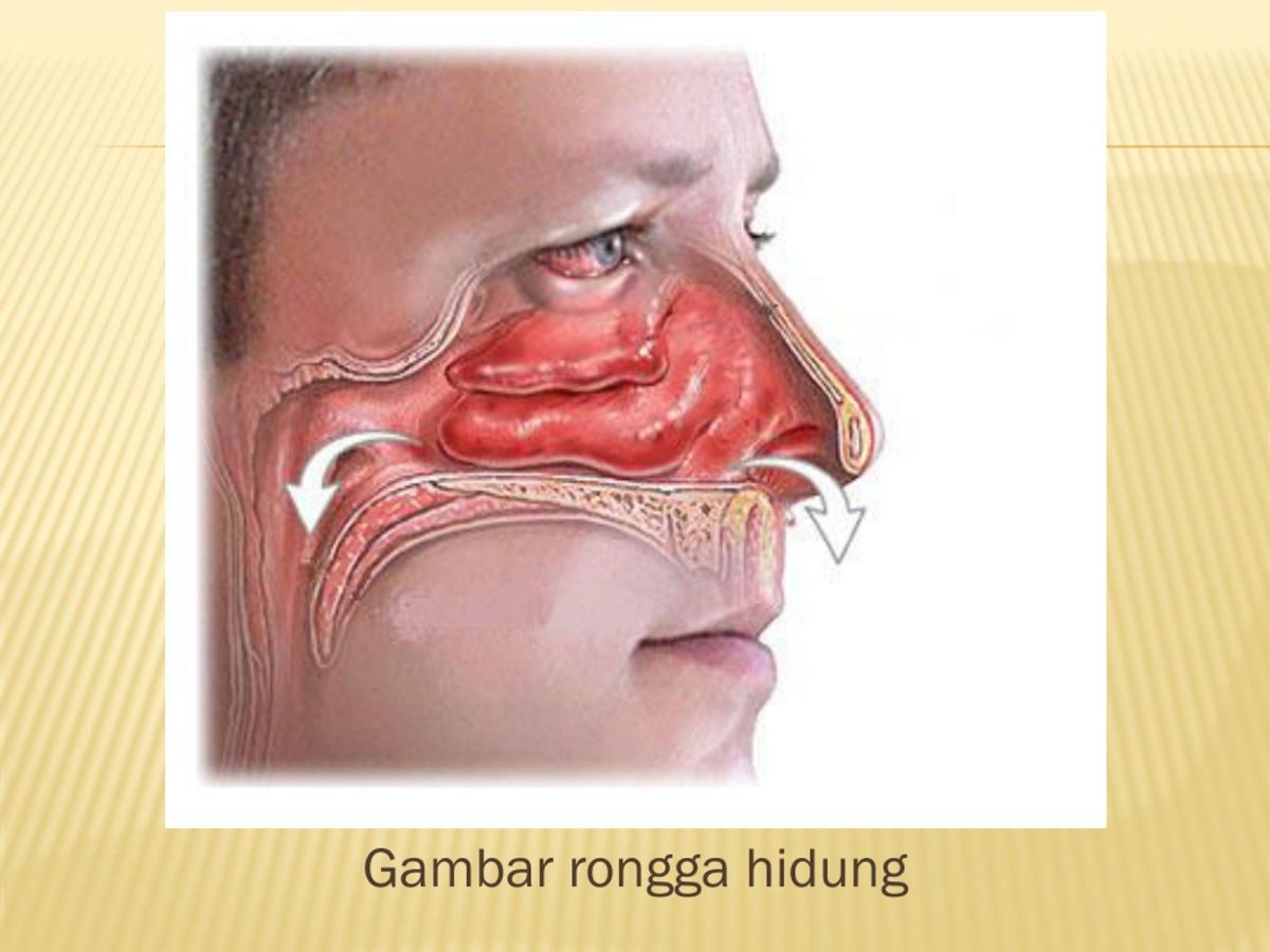 Katup Penutup Rongga Hidung pada Faring