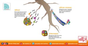 Penyerapan Zat Hara dan Air oleh Akar ke Daun via Xilem
