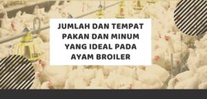 Waktu Habisnya Persediaan Makanan Setelah Tambah 30 Ayam