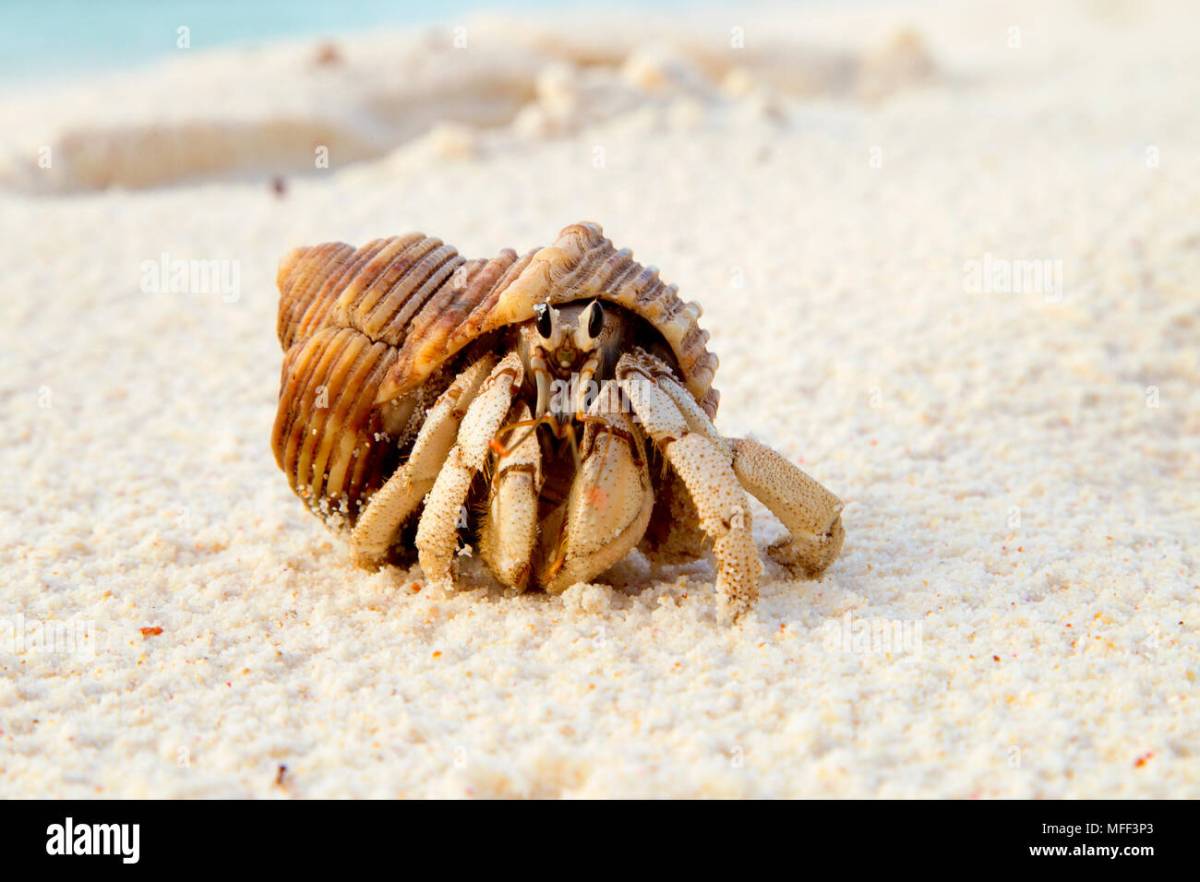 Hermit Crab Uses Empty Mollusk Shell for Protection