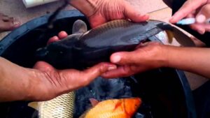 Alasan mempelajari breeding, spawning, dan seeding dalam teknologi pembenihan