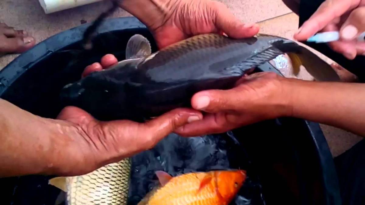 Alasan mempelajari breeding, spawning, dan seeding dalam teknologi pembenihan