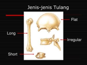 Berdasarkan bentuk, tulang dibedakan menjadi 4 jenis beserta contoh