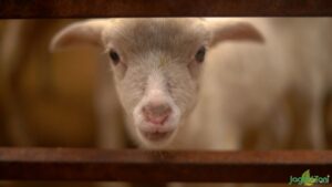 Hitung Jumlah Domba Berdasarkan Keuntungan Rp400.000 per Ekor