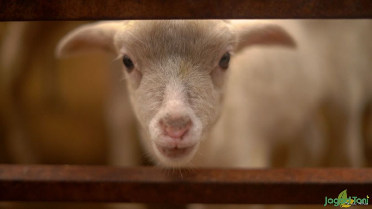 Hitung Jumlah Domba Berdasarkan Keuntungan Rp400.000 per Ekor