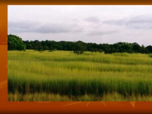 Penerapan Konsep Ekosistem dalam Kehutanan