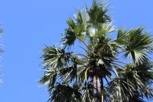 3 Contoh Kekuatan Daun Lontar