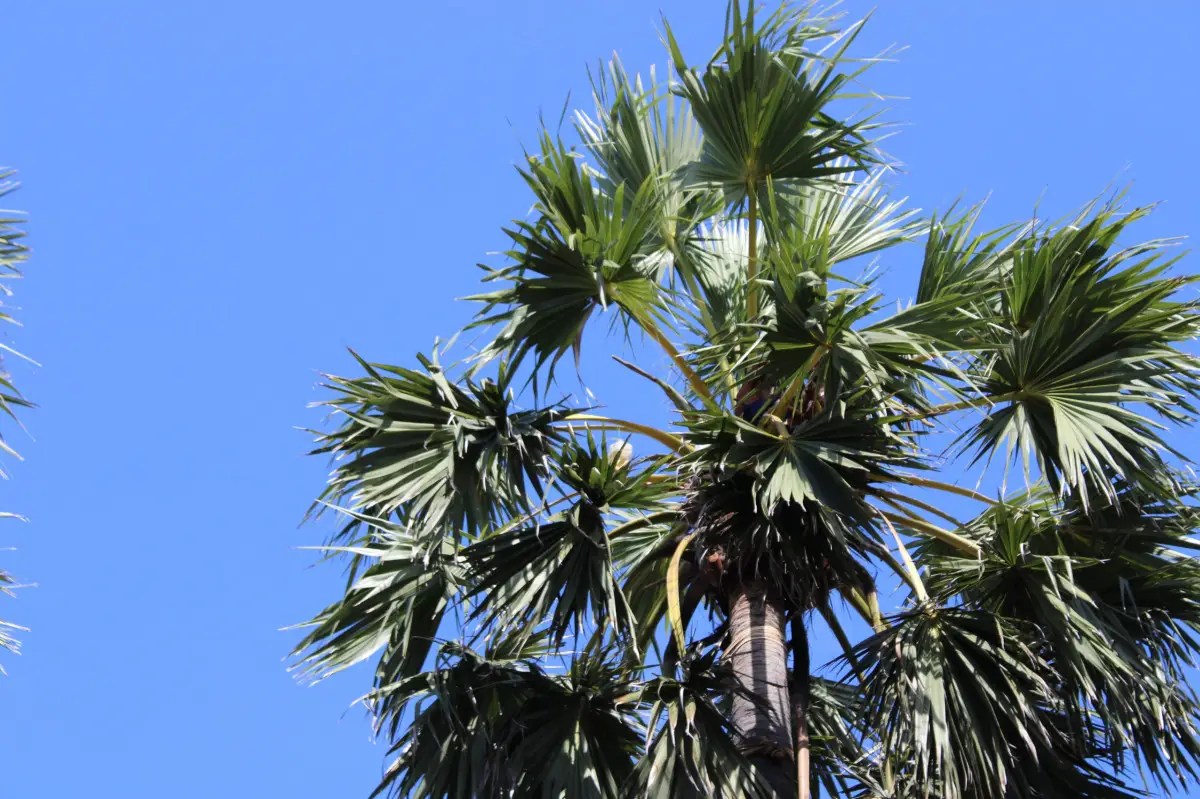 3 Contoh Kekuatan Daun Lontar