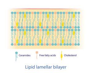 Molekul Tertanam dalam Lipid Bilayer dan Penjelasannya