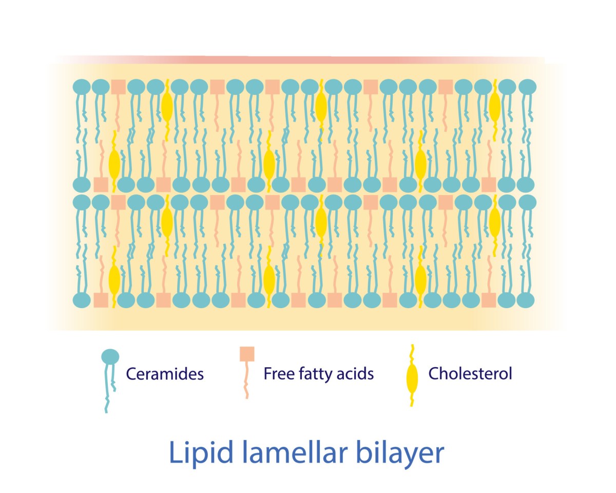 Molekul Tertanam dalam Lipid Bilayer dan Penjelasannya