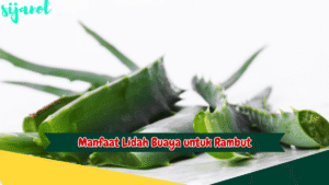 Manfaat lidah buaya selain mempercepat pertumbuhan rambut