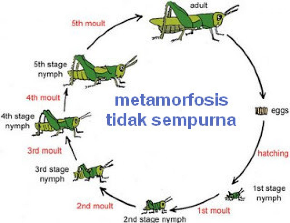 Metamorfosis Tidak Sempurna pada Perkembangan Belalang dari Telur hingga Dewasa