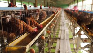 Persediaan Makanan Cukup 18 Hari untuk 600 Ayam, Tambah 300 Ayam