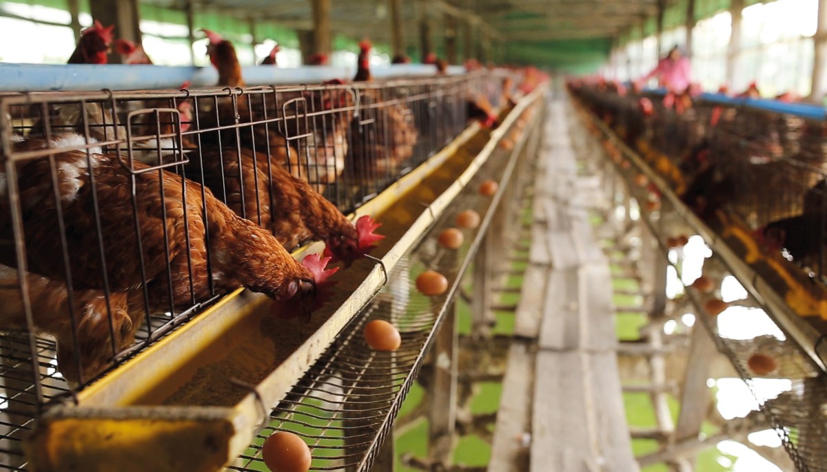 Persediaan Makanan Cukup 18 Hari untuk 600 Ayam, Tambah 300 Ayam