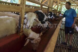 Berapa banyak anak kambing yang dibeli petani
