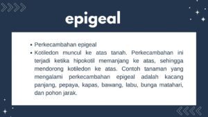 Pengertian Hipogeal dan Epigeal