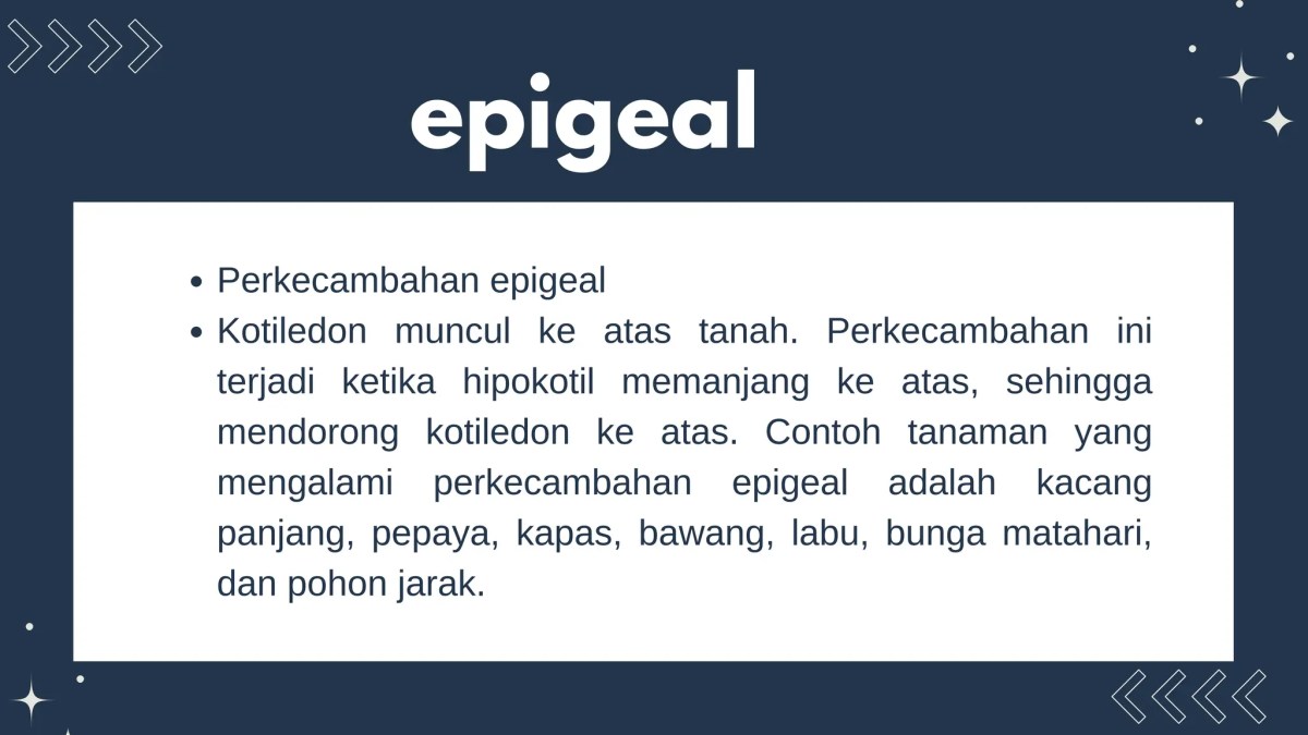 Pengertian Hipogeal dan Epigeal
