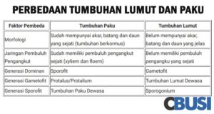 Persamaan dan Perbedaan Tumbuhan Paku serta Lumut