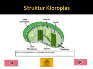 Homologi Karofit dan Tumbuhan Menurut Para Ahli