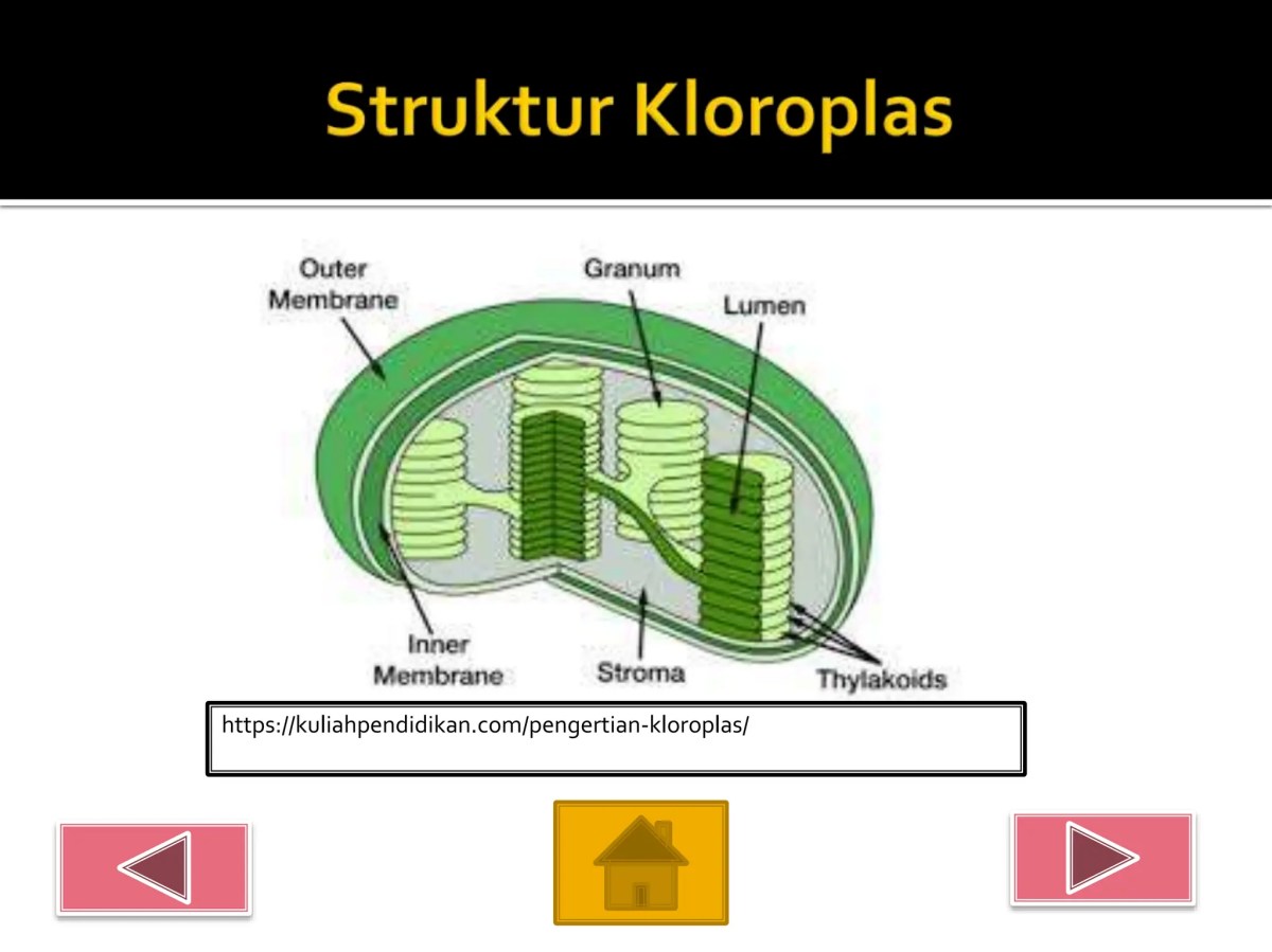 Homologi Karofit dan Tumbuhan Menurut Para Ahli