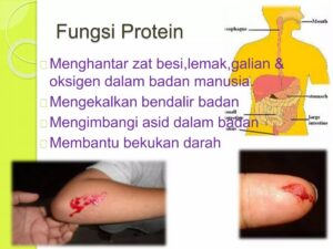 Protein dapat bersifat infeksius