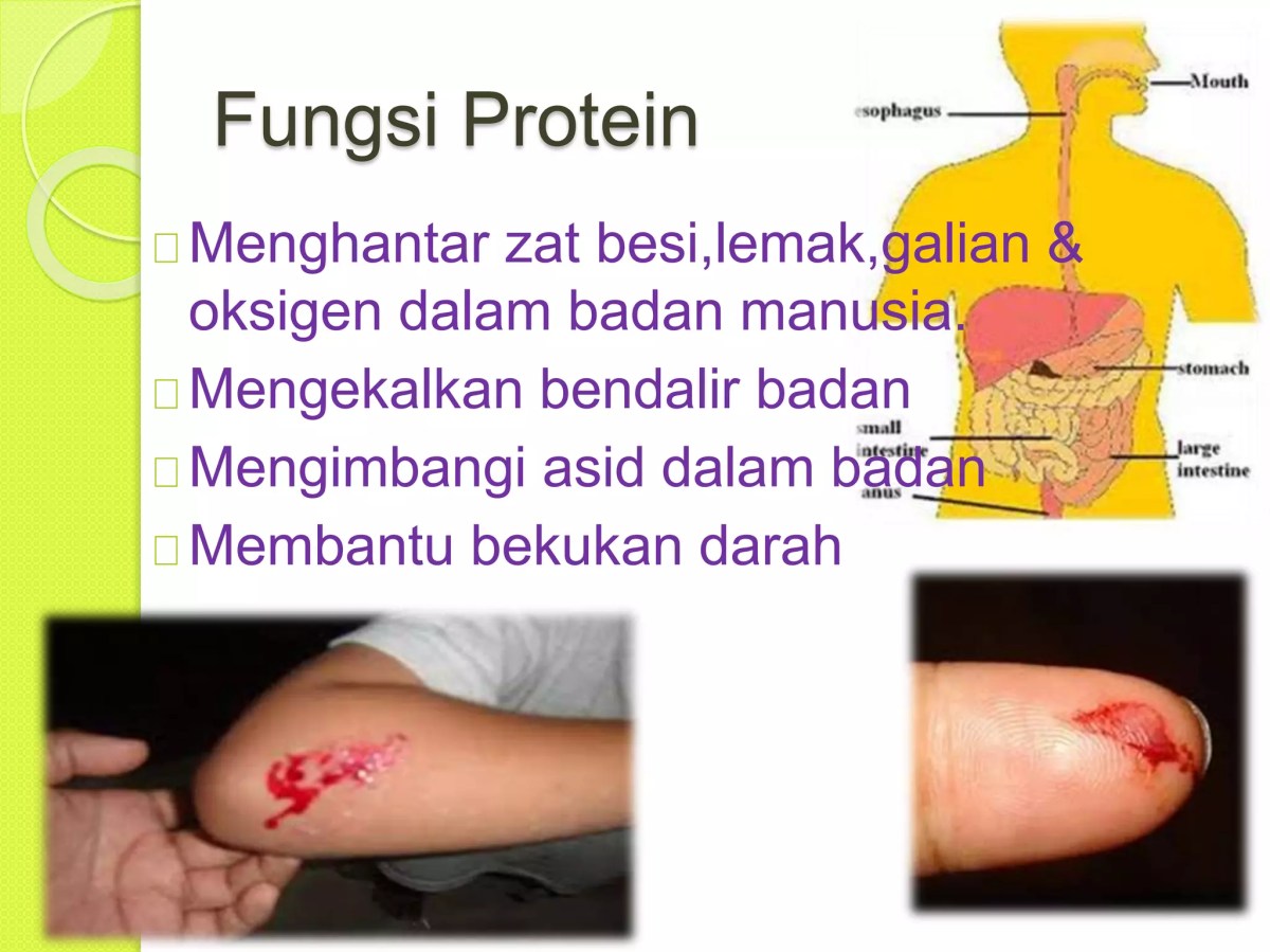 Protein dapat bersifat infeksius