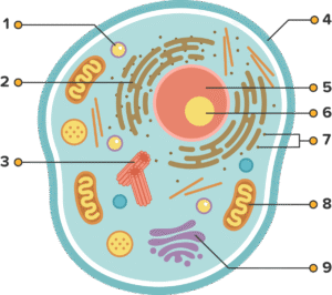 Soal Pilihan Ganda Biologi: Daun, Sklerenkim, dan Organel Hewan