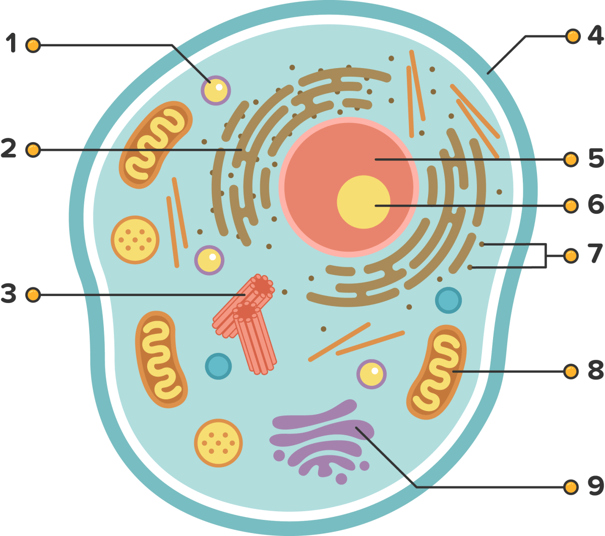 Soal Pilihan Ganda Biologi: Daun, Sklerenkim, dan Organel Hewan