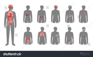 Organ pada pertumbuhan tumbuhan beserta cirinya