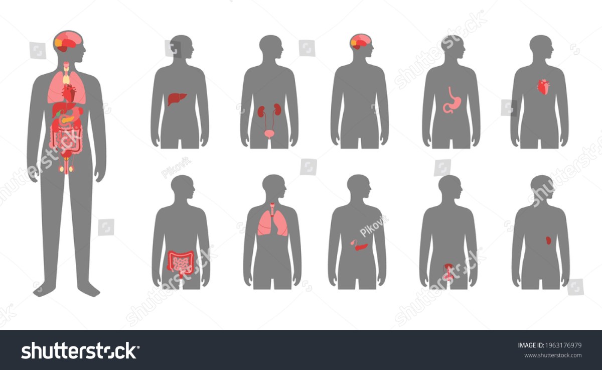Organ pada pertumbuhan tumbuhan beserta cirinya