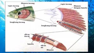 Mekanisme Pernapasan Ikan