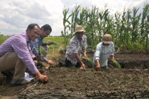 Menanam bawang merah dengan umbi, kategori benih atau bibit