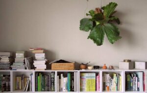 Nama tanaman tanduk rusa yang menempel pada pohon