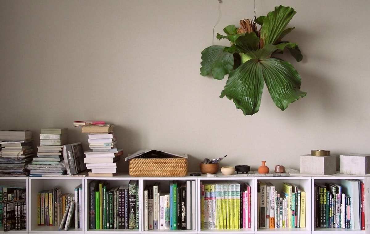 Nama tanaman tanduk rusa yang menempel pada pohon