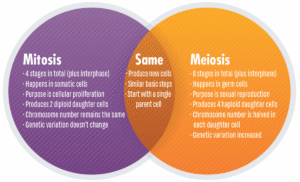 Perbedaan Pembelahan Mitosis dan Meiosis - BSE Soal Ujian Akhir Semester SMA/SMK 2016