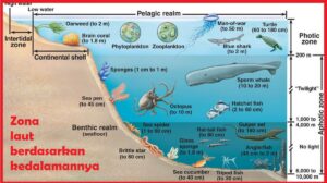 Istilah Bagian Laut Paling Dalam